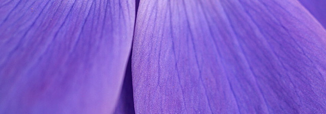 purplepetal