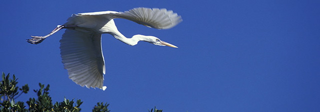 egretflying