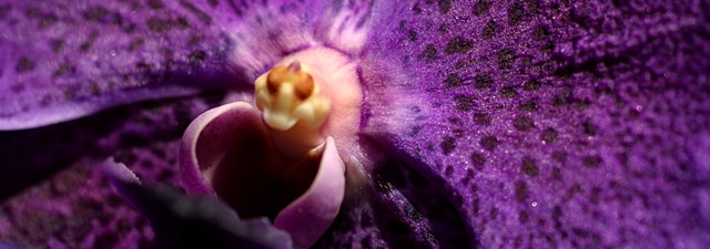 purpleorchidclose