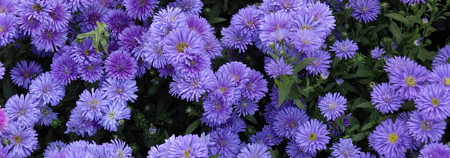 purplezinnias