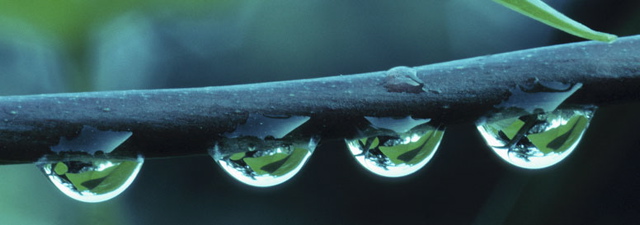 twigdroplets