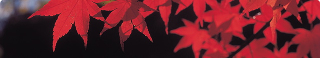 headerbg-japanesemaple