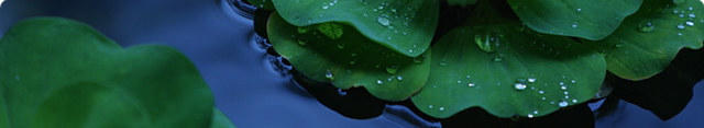 headerbg-lilypad