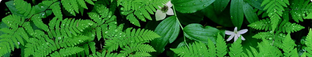 headerbg-ferns