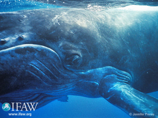 ifaw_whaleeye