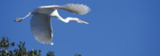 egretflying