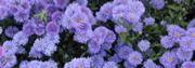 purplezinnias