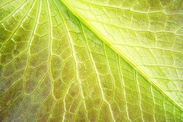 leaf background